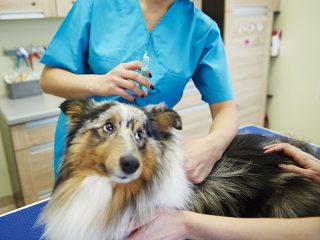 ウクライナからの避難犬を含め、狂犬病ワクチンはなぜ必要？