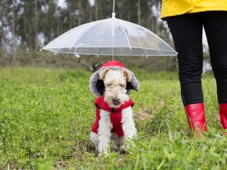 雨の日の散歩もこれで快適！見た目以上に便利な犬用の傘が話題に