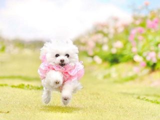 愛犬とお出かけ、四季折々の花をテーマに楽しめる世羅高原農場（広島）