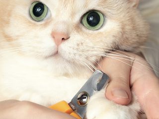 猫の爪切りのコツを動画で詳しく解説！ 嫌がる子の対策方法も
