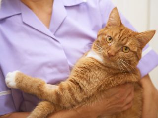 獣医師長谷川先生に聞く、高齢猫の医療費は備えあれば憂いなし？