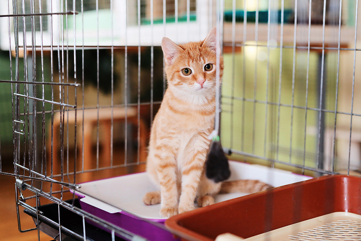 多田あさみの「にゃんことの暮らしQ&A」第2回　保護猫ボランティアとは？ 種類と心構えの画像1