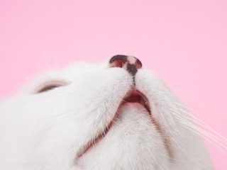 猫に「飼い主の匂い“だけ”」ではストレスが増す？