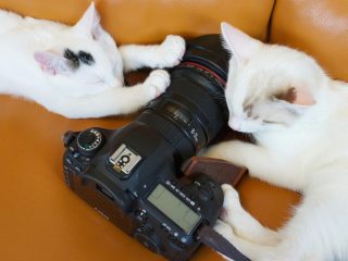 【コンテスト】受賞者にはアマゾンギフトが！猫の日を盛り上げる写真を撮って応募しよう！