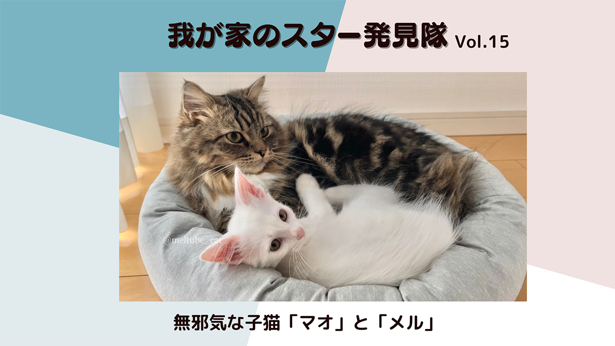 【メロメロ注意】無邪気な子猫「マオ」とお兄ちゃん「メル」の画像1