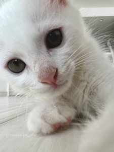 【メロメロ注意】無邪気な子猫「マオ」とお兄ちゃん「メル」の画像5