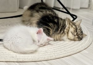 【メロメロ注意】無邪気な子猫「マオ」とお兄ちゃん「メル」の画像8