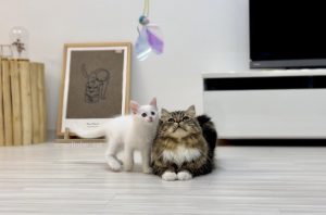 【メロメロ注意】無邪気な子猫「マオ」とお兄ちゃん「メル」の画像4