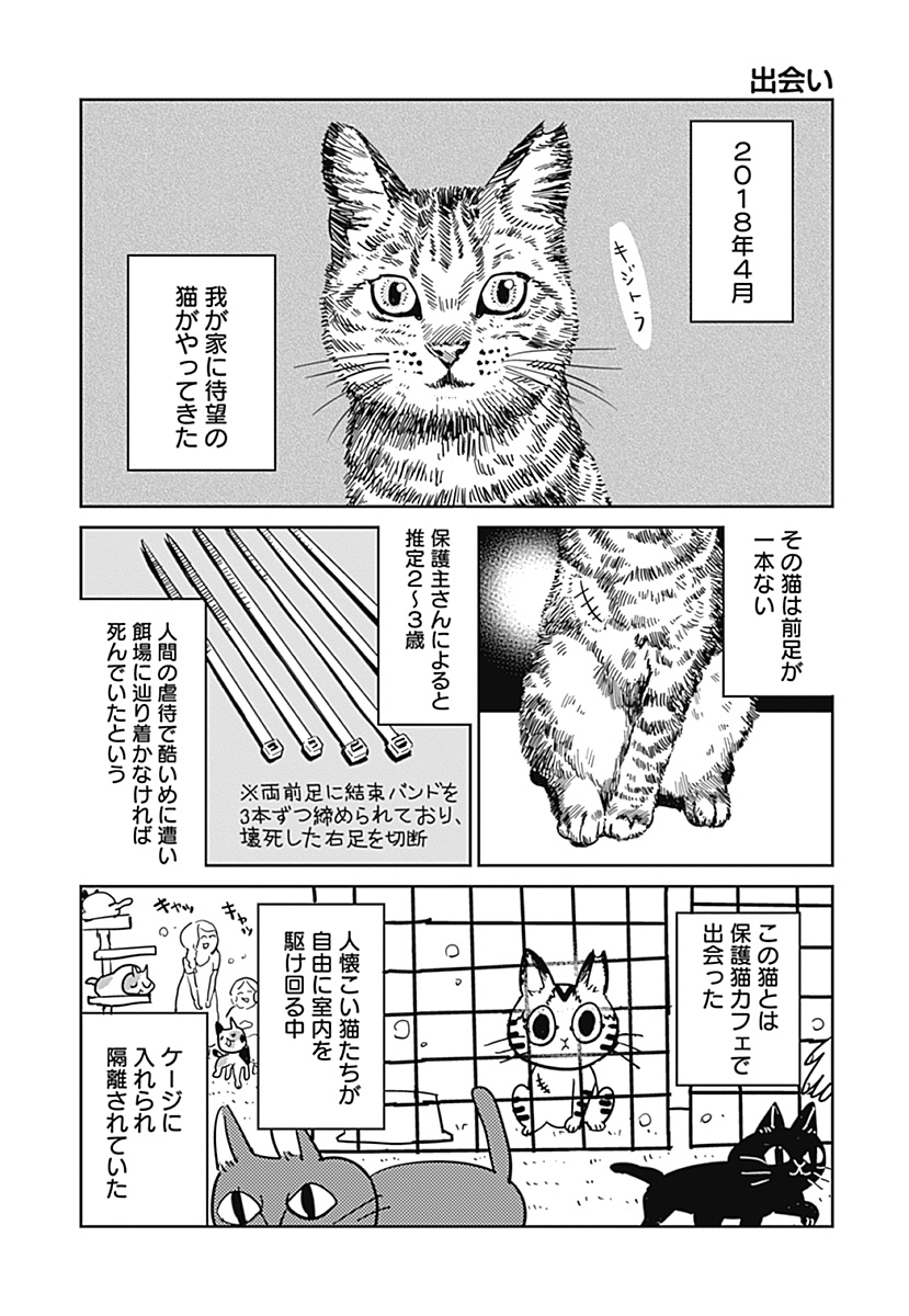 保護猫ちゃんを幸せにしたい　『3本足のしじみちゃん』著者インタビューの画像3