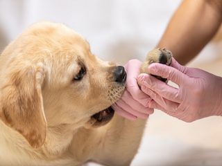 獣医師奥田先生が解説、犬の異常行動に注意　深刻な咬みつきの対処法は？