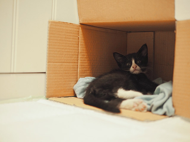 多田あさみの「にゃんことの暮らしQ&A」第3回　子猫を拾ったらどうすればいい？の画像1