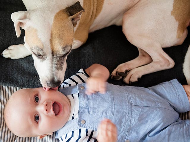 犬が赤ちゃんと初対面、心温まる映像に50万いいね！の画像1