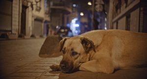 野犬は人間社会に何を思うのか？　ほぼ全編犬目線『ストレイ 犬が見た世界』の画像3