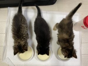 多田あさみの「にゃんことの暮らしQ&A」第3回　子猫を拾ったらどうすればいい？の画像3