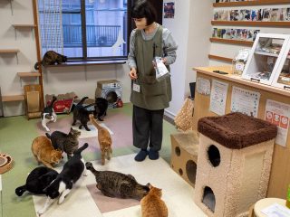“森ネコ”と触れ合える保護猫カフェ「たまゆら」を取材