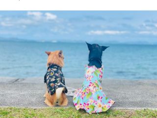 愛犬と沖縄旅行、「るる」くんと「みる」ちゃんが泊まったお宿をチェック（動画）