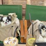愛犬と京都、ワンちゃんOKカフェを「ぴーちゃん」がナビゲート　