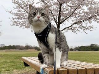 人気YouTuberもちまる、猫の散歩動画に賛否　「ハーネス付けてても危険」