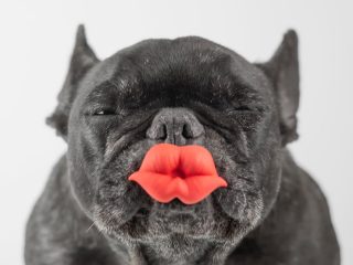 飼い犬から“スーパー耐性菌”を検出、「死のキス」にご用心！