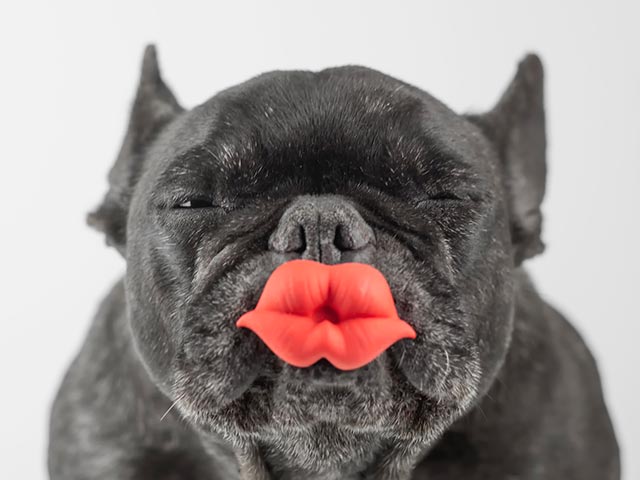 飼い犬からスーパー耐性菌を検出、「死のキス」にご用心！の画像1