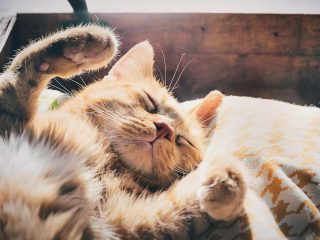 初めて陽の光を見た”子猫の反応”にキュン死続出！ インスタで1000万再生超え（動画）