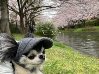 愛犬と巡る京都、御苑やワンちゃんOKカフェ…　「琥太郎しゃん」がナビゲート