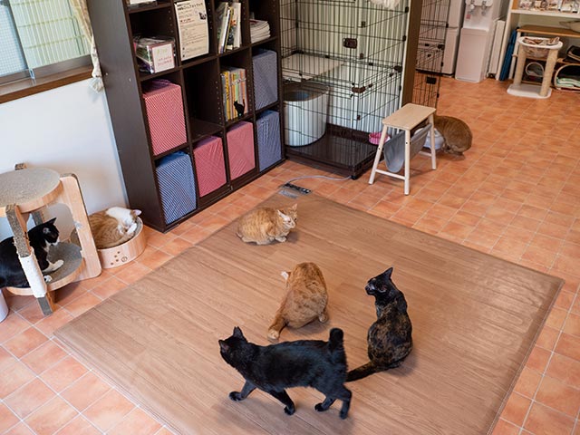 仲よし猫ちゃんたちと出会える奥渋の保護猫カフェ「Catio」に潜入！の画像2