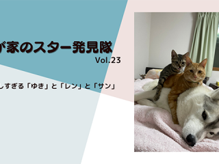 【動画あり】仲良しすぎるハスキー犬「ユキ」と元保護猫「レン」と「サン」