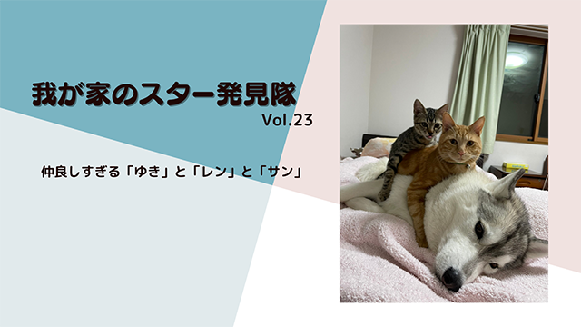 【動画あり】仲良しすぎるハスキー犬「ユキ」と元保護猫「レン」と「サン」の画像1