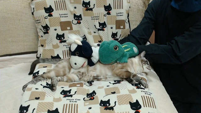 パペットマペット、愛猫も心配のまなざし　入院で「お留守番よろしくね」の画像1