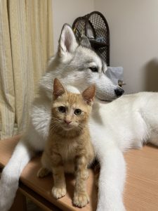 【動画あり】仲良しすぎるハスキー犬「ユキ」と元保護猫「レン」と「サン」の画像3
