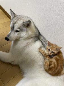 【動画あり】仲良しすぎるハスキー犬「ユキ」と元保護猫「レン」と「サン」の画像6