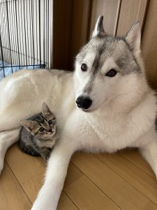 【動画あり】仲良しすぎるハスキー犬「ユキ」と元保護猫「レン」と「サン」の画像7