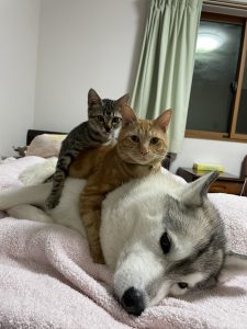 【動画あり】仲良しすぎるハスキー犬「ユキ」と元保護猫「レン」と「サン」の画像5