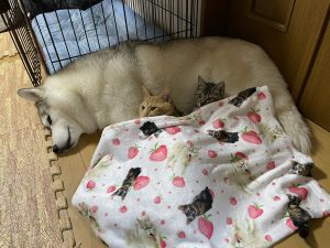 【動画あり】仲良しすぎるハスキー犬「ユキ」と元保護猫「レン」と「サン」の画像8