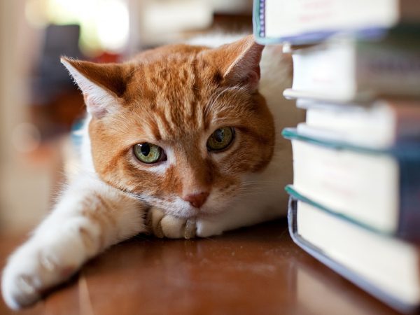 GWに読みたい「猫」が登場する文芸３選　猫愛を深めたい人必見！