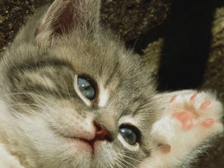 猫好きメロメロの行動も実は…。猫ちゃんが肉球を“ちゅぱちゅぱ”する理由とは