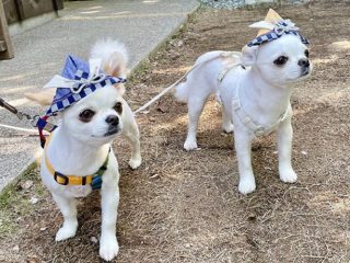 【画像満載】愛犬とお出かけ、チワワの「こむぎ」くんとカフェや公園へ（神奈川）