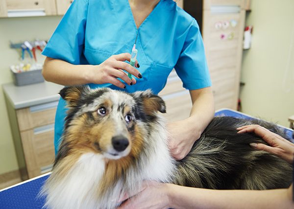 ウクライナからの避難犬を含め、狂犬病ワクチンはなぜ必要？