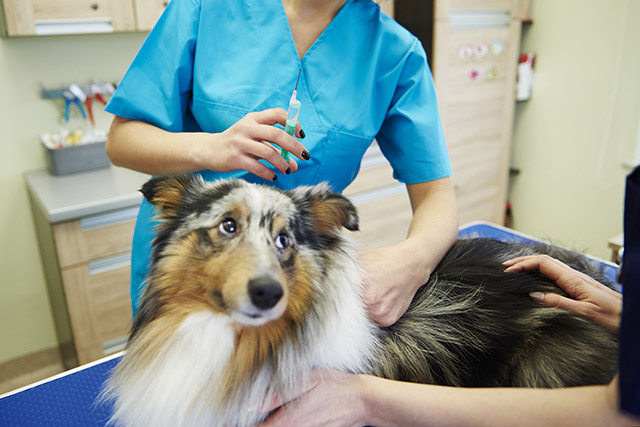 ウクライナからの避難犬を含め狂犬病ワクチンはなぜ必要？の画像1