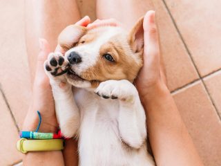 子犬の世界一可愛い“遠吠え”に400万人がキュン死