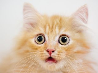 猫ちゃんが初体験のマタタビで11次元にトリップ　目が完全にキマる