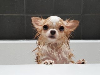 子犬が“初お風呂”で見せた可愛い行動　必死に腕にしがみつき...（動画）