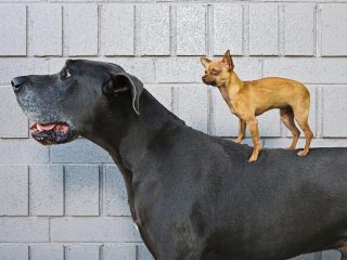 「世界一背の高い犬」をギネス世界記録に認定！ “馬”と見間違える人続出