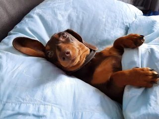愛犬のためにベッドを模様替え、可愛すぎる動画に95万いいね！