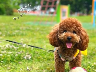 愛犬とお出かけ、トイプードルと埼玉の公園（熊谷市と行田市）