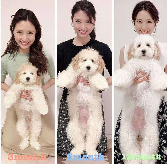 三田友梨佳アナが愛犬の成長記録を公開！ 「こんなに大きくなったんですね」の画像1