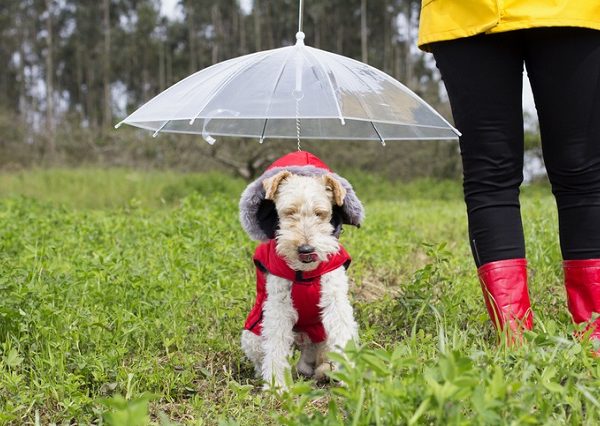 雨の日の散歩もこれで快適！見た目以上に便利な犬用の傘が話題に