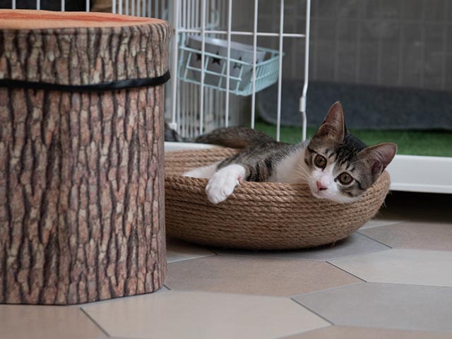 板橋区の保護猫カフェ「CATS INN TOKYO」を取材　の画像3