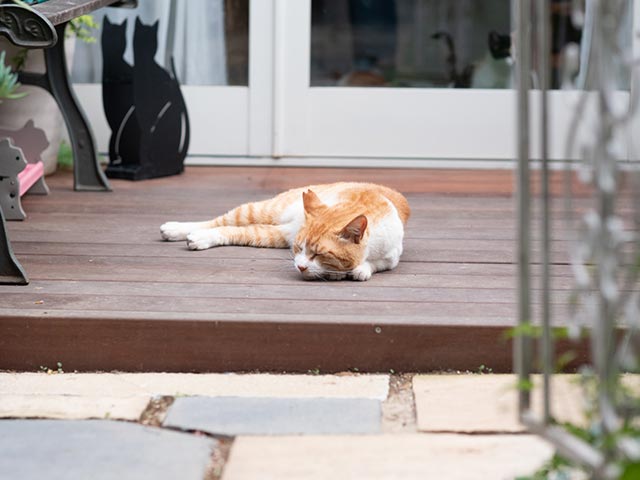 板橋区の保護猫カフェ「CATS INN TOKYO」を取材　の画像8